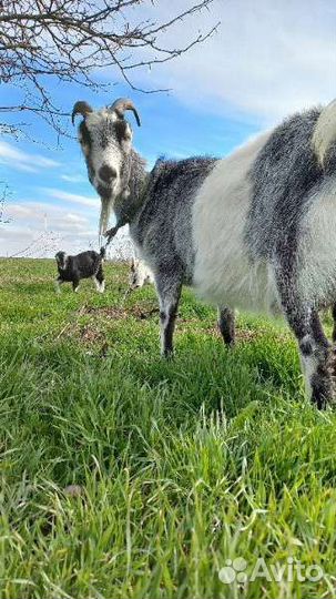 Козы под покрытие ламанча и чп альпийка молочная