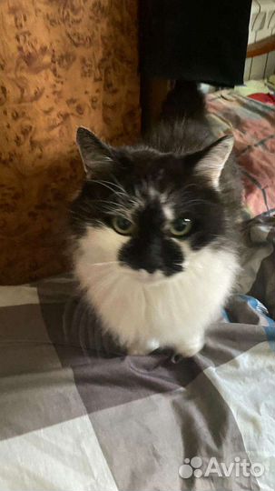 Котик в добрые руки