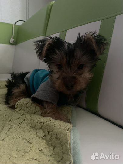 Передержка животных,выгул собак