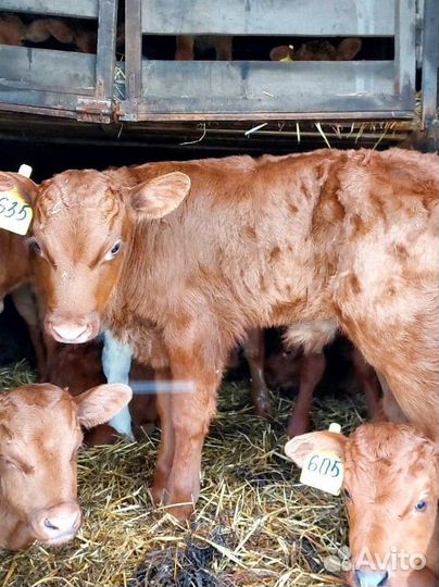 Телята Сименталы на доращивание