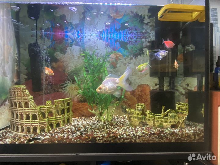 Аквариум