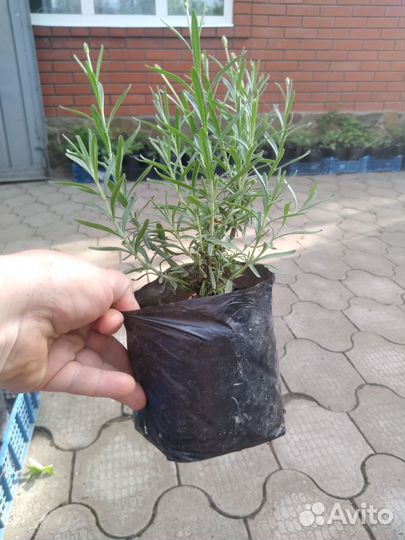 Многолетники для сада