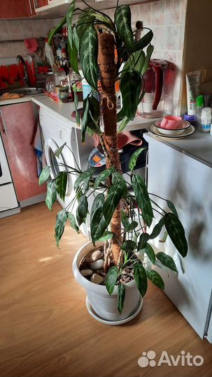 Аглаонема Мария