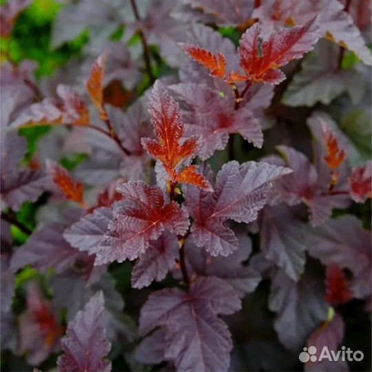 Пузыреплодник 2 сорта