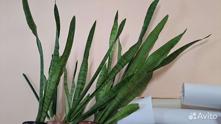 Сансевиерие. Щучий хвост. Растение декоративное