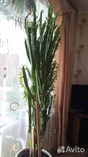 Кактус молочай