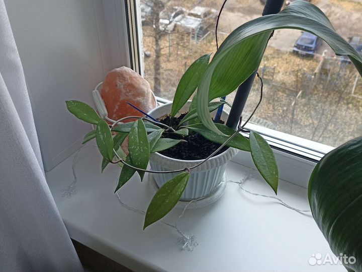 Хойя Пубикалис, традесканция Рео