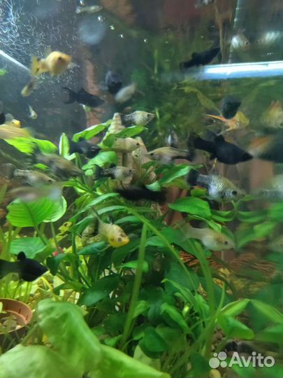 Аквариумные рыбки