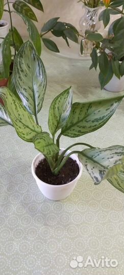 Комнатные цветы