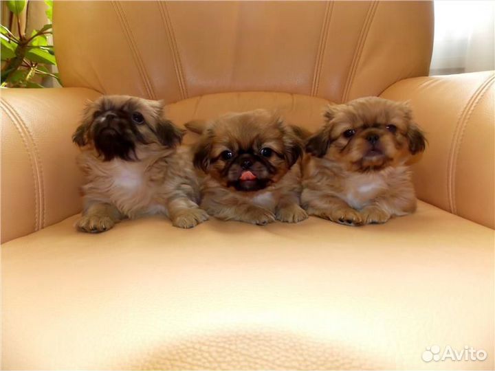 Щенки пекинеса