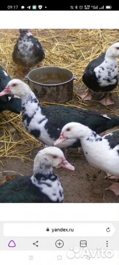 Мускусные утки индоутки индоутята