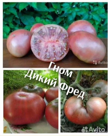 Семена томатов серии Гном томатный