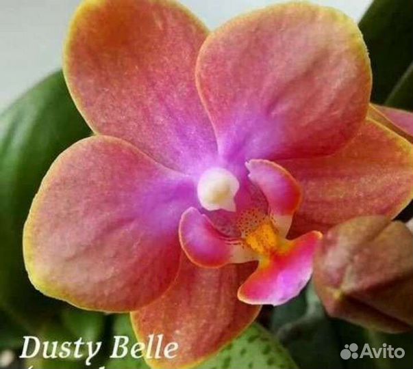 Парфюмерная фабрика коллекция подростки