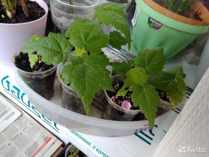 Рассада абутилонов в стаканчиках