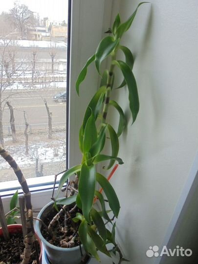 Каллизия душистая (золотой ус) продам