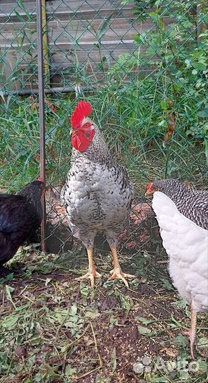 Куры несушки