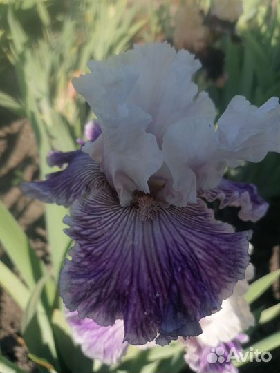 Ирисы бородатые, более 30 сортов