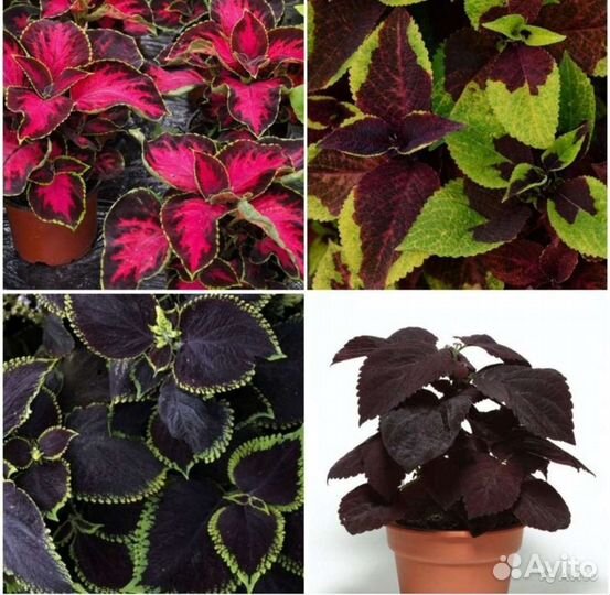 Семена ярких колеусов