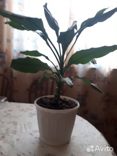 Пальма драцена