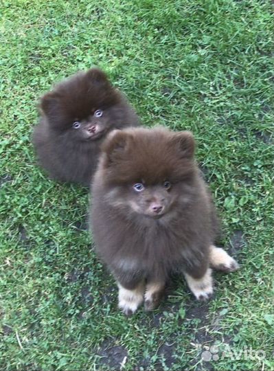 Щенки шоколадных окрасов, Потапыч и другие