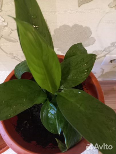 Спатифиллум