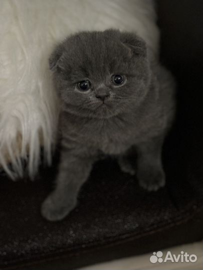 Британские котята
