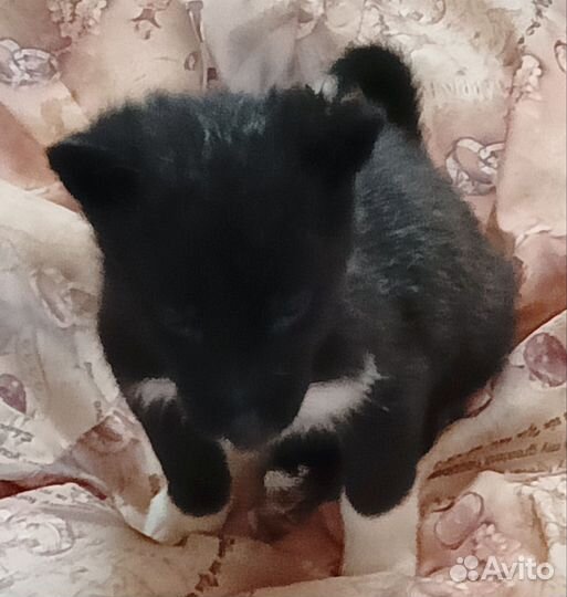 Восточно сибирская лайка