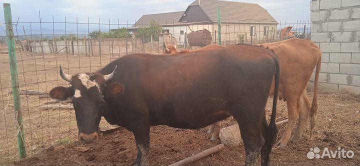 Корова дойная