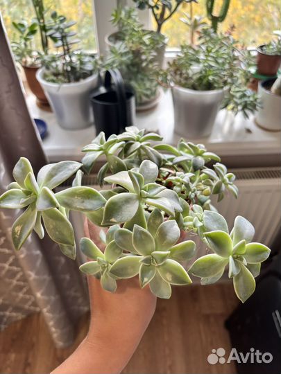 Суккуленты