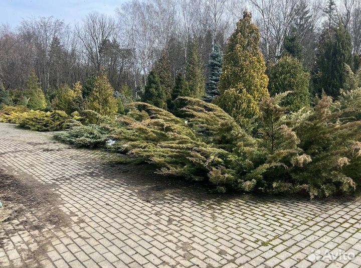 Туя Смарагд с доставкой с полей