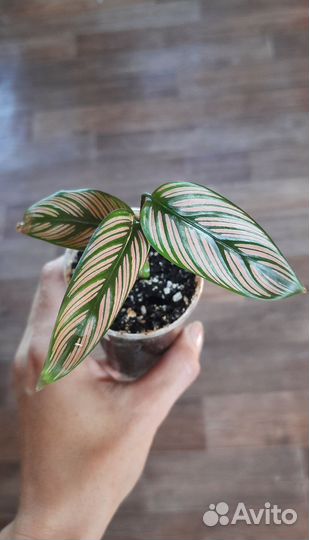 Калатея Вайт стар