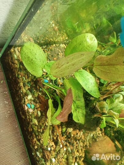 Аквариумные рыбки