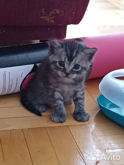 Котята Турецкой Ангоры