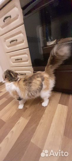 Кошка шотландская метис