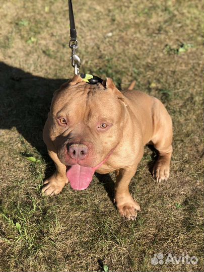 Американский булли xl