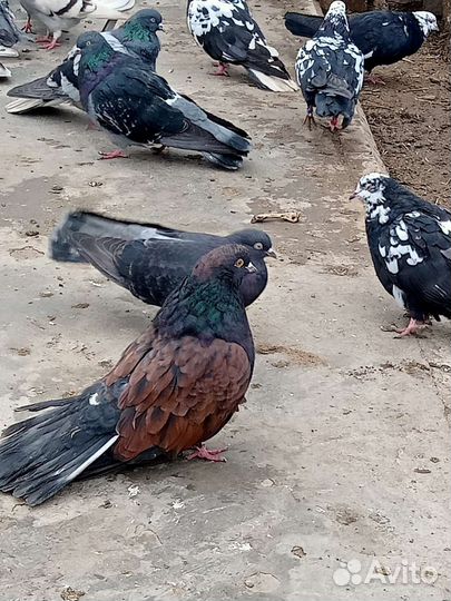 Продажа голубей