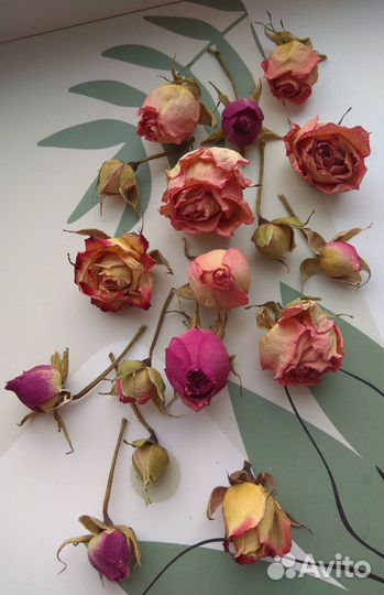 Высушенные бутоны роз