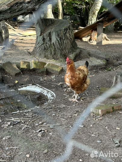 Куры, курицы, петухи