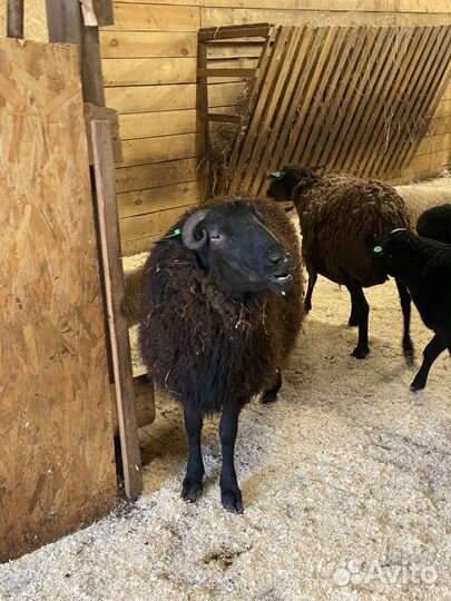 Баран Яша на племя