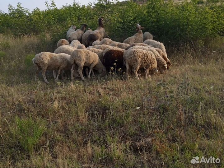 Овцы бараны