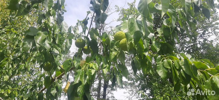 Маклюра «Адамово яблоко»