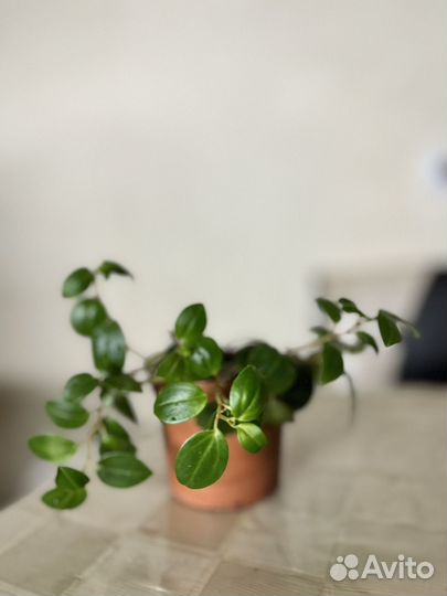 Пеперомия магнолиелистная