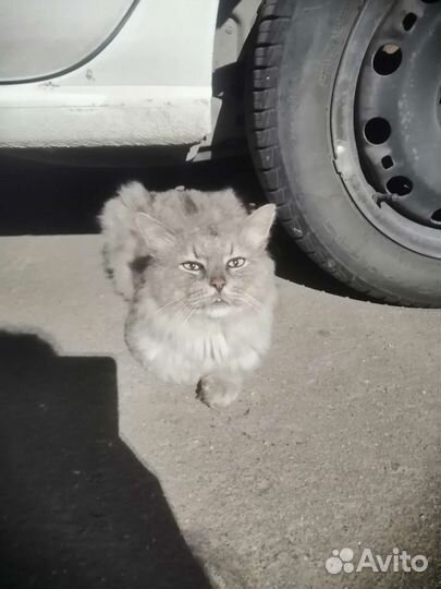 Сибирский кот