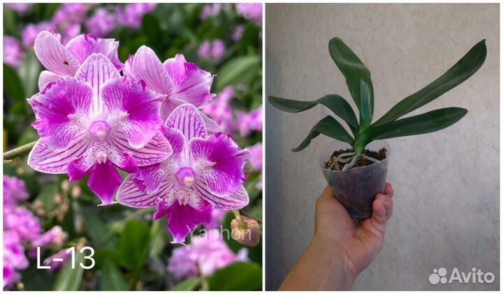 Орхидея бабочки азиатские нецветущие