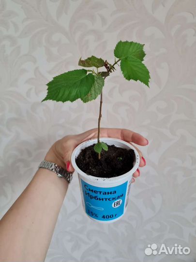 Орешник лещина (лесной орех) саженцы