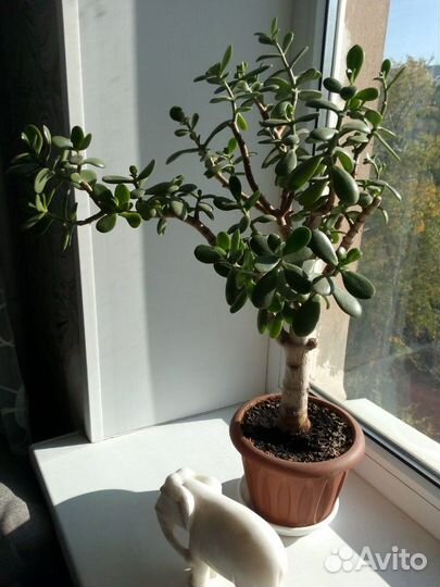 Денежное дерево, 8 лет