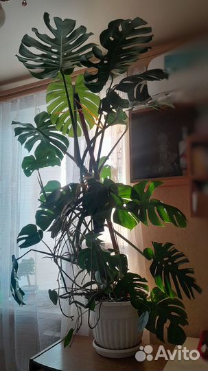 Комнатное растение монстера