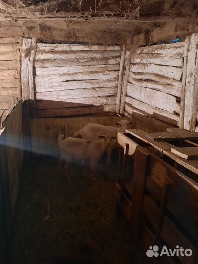 Продам Коз и козлят