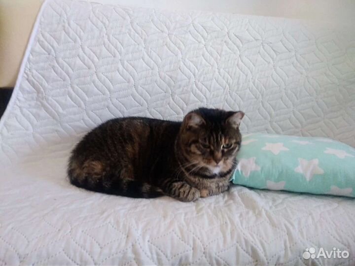 Кошка в дар