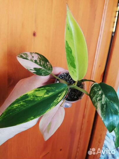 Филодендрон Эмеральд Квин